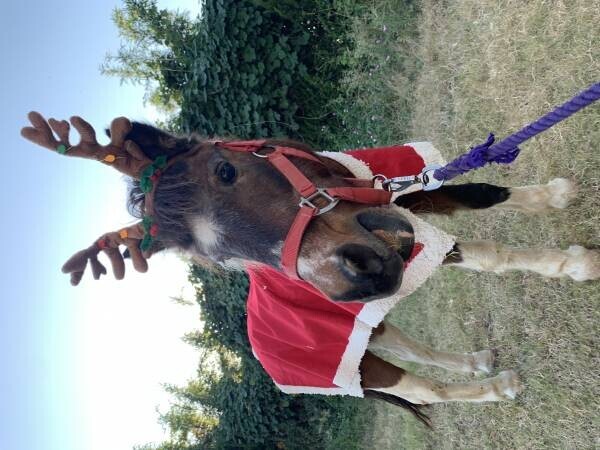 期間限定ディナーと動物たちとの触れ合いで素敵なクリスマスを 淡路島 のじまスコーラ「クリスマス限定イベント」12 月開催