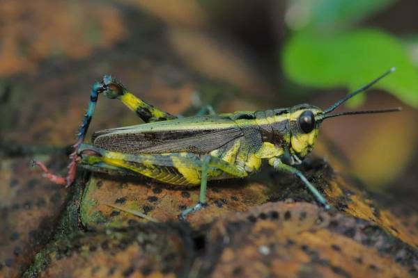 【西表島ホテル】西表島に棲む多種多様な生物と友だちになろう！「友だち 100 匹できるかな」開催～世界自然遺産の島でユニークな生物の友だちづくり～期間：2023年3月20日～5月31日