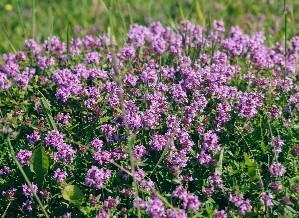 新登場！ルルルンワンナイトシリーズより、「レスキュー 保湿」「レスキュー透明感」がリニューアルしてパワーアップ！