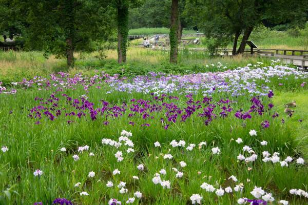 神代植物公園 『LOGet!CARD（ロゲットカード）』 、「秋のバラフェスタ」に合わせて10月8日（土）より先行配布開始！