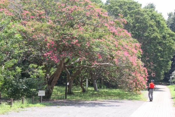 神代植物公園 『LOGet!CARD（ロゲットカード）』 、「秋のバラフェスタ」に合わせて10月8日（土）より先行配布開始！