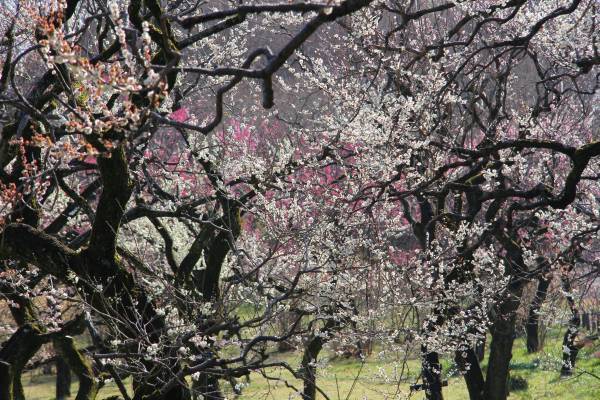 神代植物公園 『LOGet!CARD（ロゲットカード）』 、「秋のバラフェスタ」に合わせて10月8日（土）より先行配布開始！