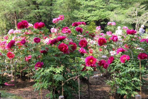 神代植物公園 『LOGet!CARD（ロゲットカード）』 、「秋のバラフェスタ」に合わせて10月8日（土）より先行配布開始！