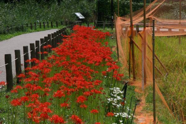 神代植物公園 『LOGet!CARD（ロゲットカード）』 、「秋のバラフェスタ」に合わせて10月8日（土）より先行配布開始！