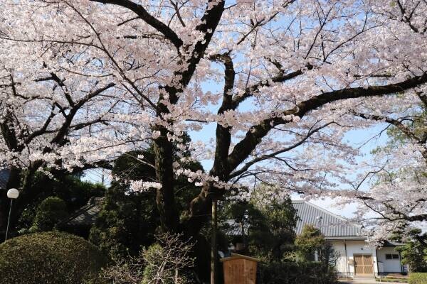 【日本さくら名所100選】千葉県野田市にある清水公園で桜を満喫