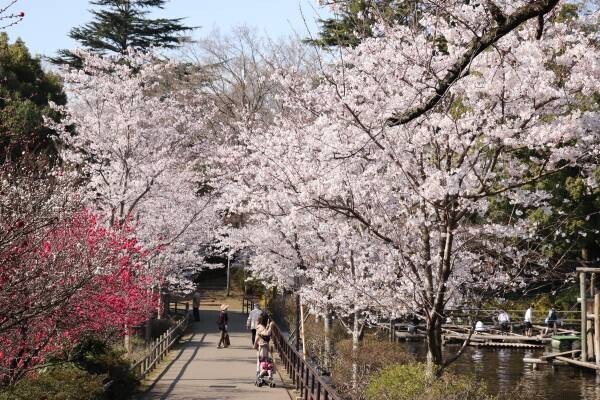 【日本さくら名所100選】千葉県野田市にある清水公園で桜を満喫