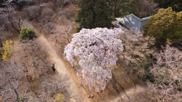 【日本さくら名所100選】千葉県野田市にある清水公園で桜を満喫