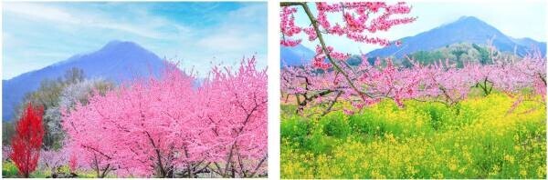 春の花を愛でる眼福、春の美味しさを食す口福。春の風に誘われて訪れたい 大江戸温泉物語 山あいの宿で3月1日、春のまんぞくバイキングスタート！