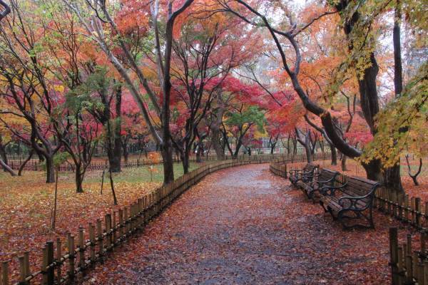 神代植物公園、参加型フォトコンテスト「みんなで選ぶ！彩り豊かな秋色フォト」Twitterにて開催！