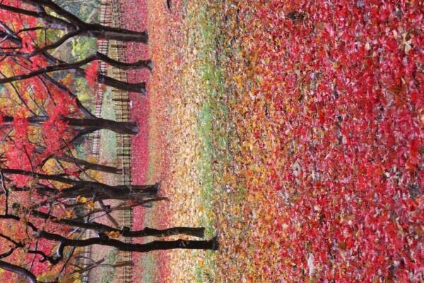 神代植物公園、参加型フォトコンテスト「みんなで選ぶ！彩り豊かな秋色フォト」Twitterにて開催！