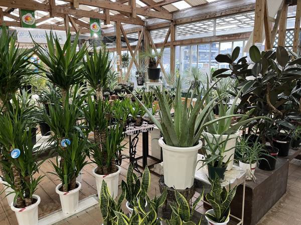 宮崎県都城市の園芸店「サンパーク都城」広々としたドライフラワーエリアが出現