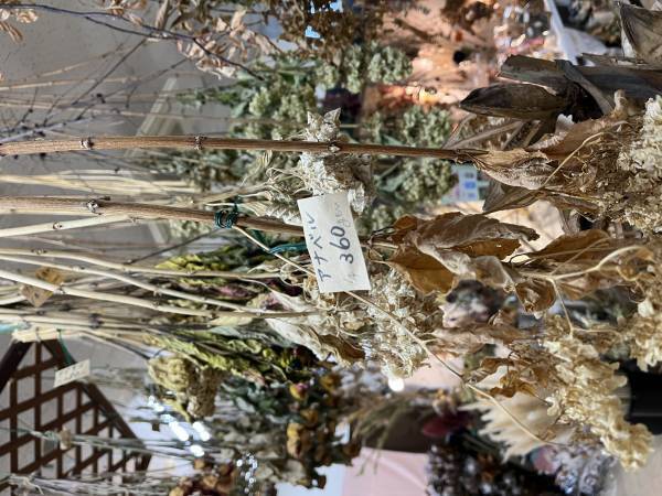 宮崎県都城市の園芸店「サンパーク都城」広々としたドライフラワーエリアが出現