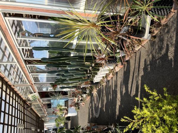 宮崎県都城市の園芸店「サンパーク都城」広々としたドライフラワーエリアが出現