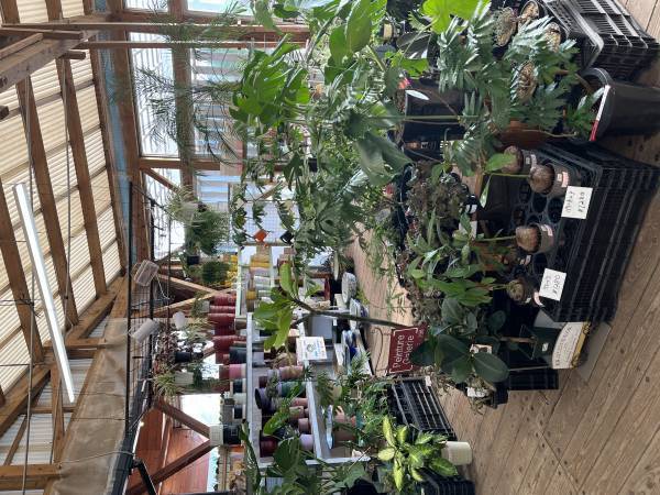 宮崎県都城市の園芸店「サンパーク都城」広々としたドライフラワーエリアが出現