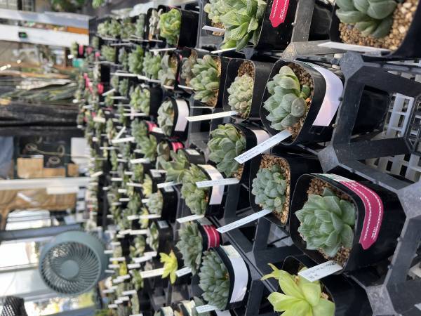 宮崎県都城市の園芸店「サンパーク都城」広々としたドライフラワーエリアが出現