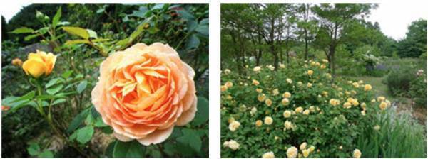 花も団子も楽しむ女子旅！変身願望、お姫様願望を叶えた後は、3月1日スタートのグルメバイキングに舌鼓。大江戸温泉物語 【女子旅】にお薦めの4つの宿