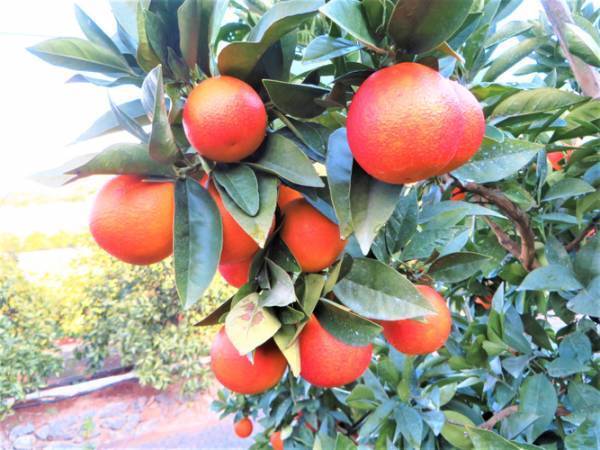 《数量限定》太陽のめぐみいっぱいの真っ赤なジャム「国産ブラッドオレンジマーマレード」発売【サンクゼール】