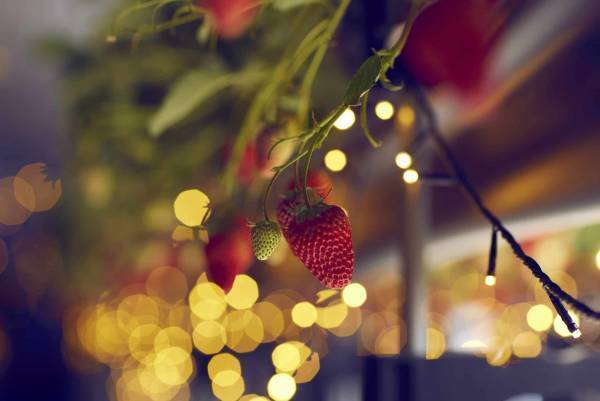 【リゾナーレ熱海】静岡生まれの「紅ほっぺ」を楽しむ「ナイトストロベリーツアー」開催 ～練乳やマスカルポーネ、ピスタチオなど10種のコンディメントをご用意～｜期間：2023年1月6日～3月30日の偶数日