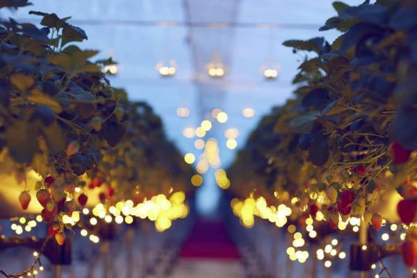 【リゾナーレ熱海】静岡生まれの「紅ほっぺ」を楽しむ「ナイトストロベリーツアー」開催 ～練乳やマスカルポーネ、ピスタチオなど10種のコンディメントをご用意～｜期間：2023年1月6日～3月30日の偶数日