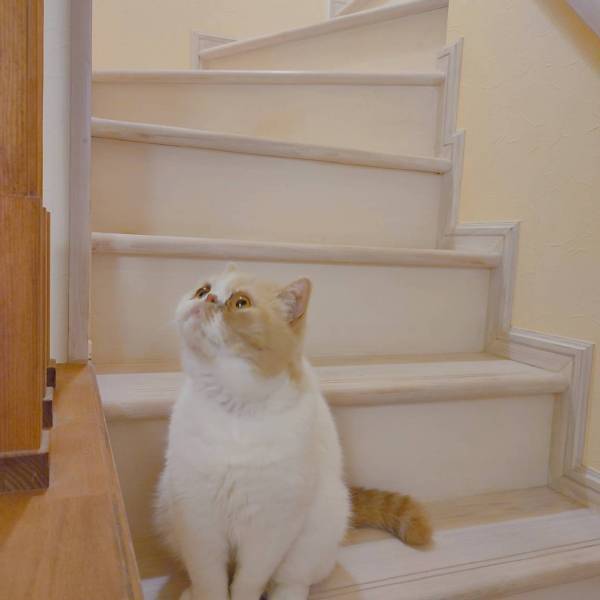 壁紙を使用したお部屋の模様替えや家具のリメイクに挑戦！親子で楽しむ夏のDIYフェア開催