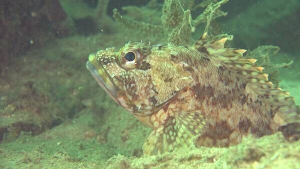 【地球派宣言特別番組】 広島の水の中もぐってみました～魚に会いに行こう～