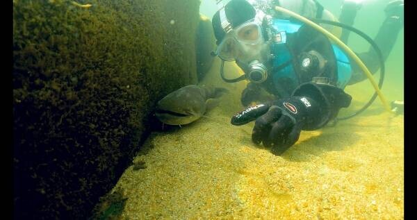 【地球派宣言特別番組】 広島の水の中もぐってみました～魚に会いに行こう～