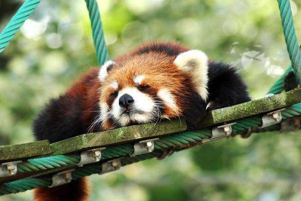 【OMO7旭川】「お鼻見の話をする!?旭山動物園講座」開催 動物の鼻にフォーカスし、旭山動物園を楽しむノウハウを伝えます｜期間:2022 年 3 月 1 日〜5 月 31 日