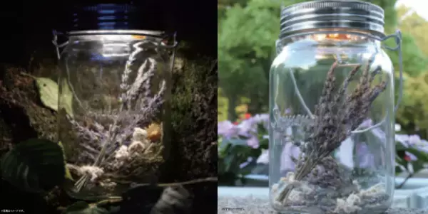 「府中の森公園×サンパチェンスー花と光のムーブメントー」7月23日～8月21日開催