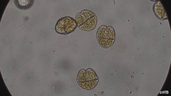 HTB制作テレメンタリー2022「赤潮」海は染まり、ウニは死んだ…。それでも漁師は 海に出る。1月8日(土)午後3時55分～放送／北海道を襲い壊滅的な漁業被害をもたらした「赤潮」被害の実態に迫り、いま出来る事は何かを考える