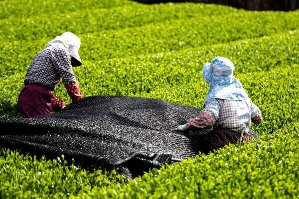 各メディアで話題の“mirume深緑茶房”とのコラボレーション実現！ 4種の日本茶を用いた料理長こだわりの絶品フレンチと、本格日本茶を心ゆくまで堪能！ 『“日本茶×フレンチ” コラボレーションコース』販売