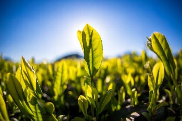 各メディアで話題の“mirume深緑茶房”とのコラボレーション実現！ 4種の日本茶を用いた料理長こだわりの絶品フレンチと、本格日本茶を心ゆくまで堪能！ 『“日本茶×フレンチ” コラボレーションコース』販売