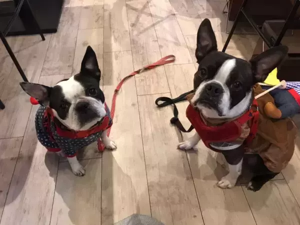 入谷駅から徒歩10分！台東区のクラフトバーガー屋といえばここ！ワンちゃん向けの月替わりサービスを開始した『Craft Burger & Grill Jiro』の情報をFindグルメで公開