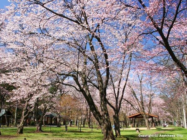 【OMO7旭川】北海道式のお花見を体験できるツアー 「お花見ジンギスカン」開催｜期間：2022年5月1日～15日