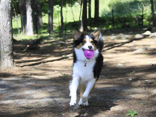 ＜期間限定＞部屋食プランでわんちゃん無料キャンペーン ご飯の時もずーっと一緒！愛犬とお得なおこもり旅しよう