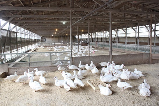 最高品質フランス鴨が平日バレンタインディナーで無料！日本初4年連続野菜ソムリエアワード受賞レストランで楽しむ冬のオーダー料理【宮城蔵王・遠刈田温泉ゆと森倶楽部】