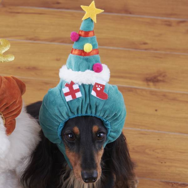 オリジナルのペットグッズ「#036PETS（オーサムペッツ）」シリーズ2022年秋冬新作アイテムが順次入荷中！！