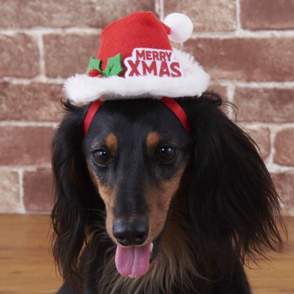 オリジナルのペットグッズ「#036PETS（オーサムペッツ）」シリーズ2022年秋冬新作アイテムが順次入荷中！！