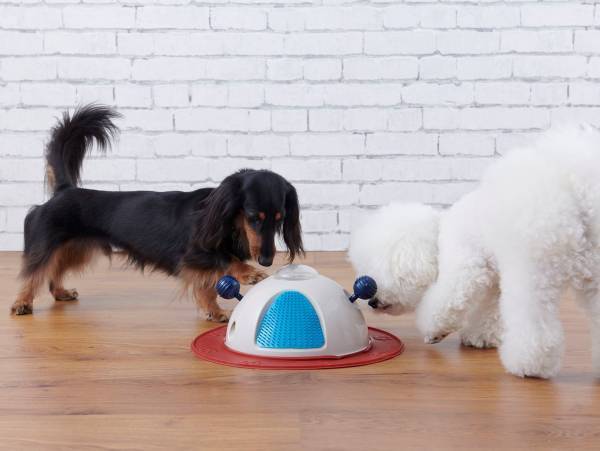 オリジナルのペットグッズ「#036PETS（オーサムペッツ）」シリーズ2022年秋冬新作アイテムが順次入荷中！！