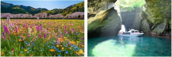 真冬に花咲く土肥桜を楽しむ 一足早い春を訪ねて、大江戸温泉物語 土肥マリンホテルで楽しむ早春の旅