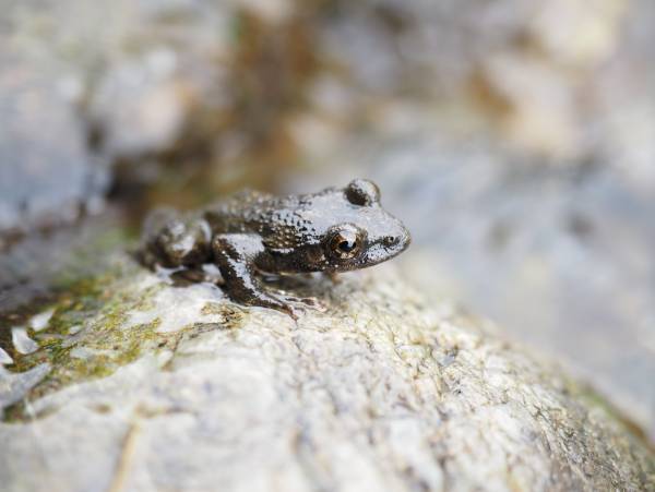 小峰ビジターセンター　昔ながらの魚釣り！7月31日開催参加者募集