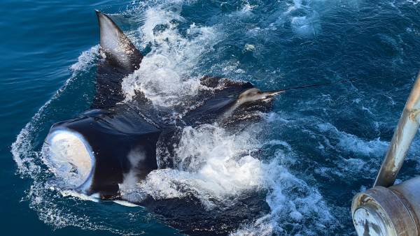【学研キッズネット×JTBマナビ旅】今年の夏は‟非日常体験”を自由研究に！