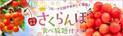 【大江戸温泉物語 石和温泉 ホテル新光】宿泊料金にプラス1,980円で旬のさくらんぼが食べ放題！7日間限定の宿泊プラン販売開始