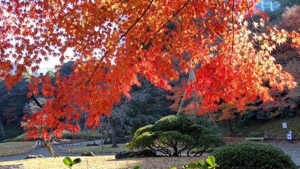 小石川後楽園「深山紅葉を楽しむ」今週末から開催 / 2022年11月18日～12月4日