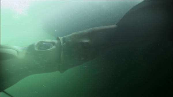 巨大イカがハンターを襲う、海洋モンスターパニック 「クラーケンフィールド HAKAISHIN」 12月3日（土）よる7時～BS12 トゥエルビで放送