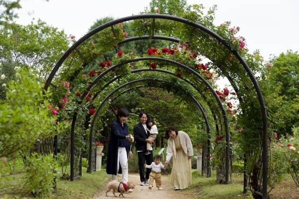 【清水公園】花ファンタジアのローズガーデンを彩る秋バラ