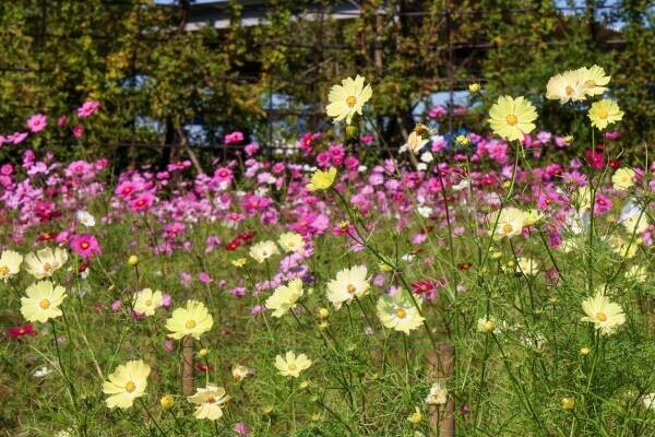 【清水公園】花ファンタジアのローズガーデンを彩る秋バラ