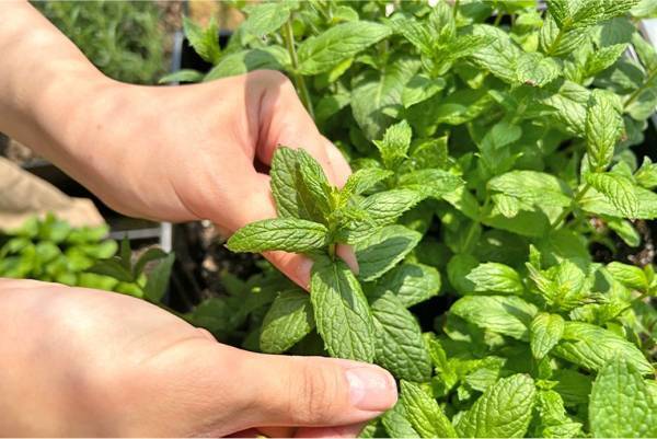 日光国立公園内、標高1,000メートルの避暑地 【大江戸温泉物語 日光霧降】自分で摘んだフレッシュハーブで入れるお茶を楽しむネイチャーアクティビティがスタート！