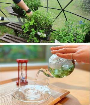 日光国立公園内、標高1,000メートルの避暑地 【大江戸温泉物語 日光霧降】自分で摘んだフレッシュハーブで入れるお茶を楽しむネイチャーアクティビティがスタート！