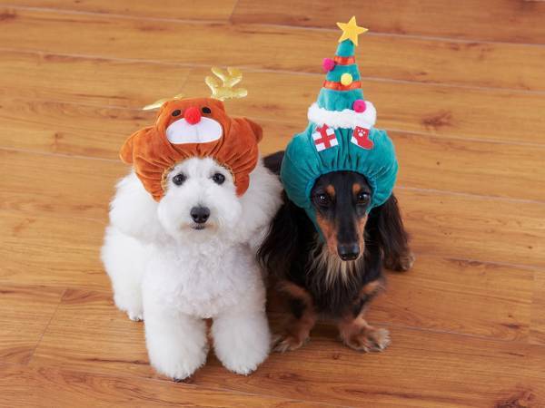 SNSで絶大な人気を誇るペットグッズ「爪とぎ」シリーズ数量限定の新作『クリスマスハウス』が登場！オンラインストア先行10％オフで本日発売！