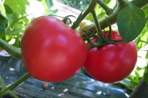 生産者が選び抜いたワンランク上のトマト！  産地直送通販サイト「ＪＡタウン」で「垢田(あかだ)のごちそうトマト」の販売開始！